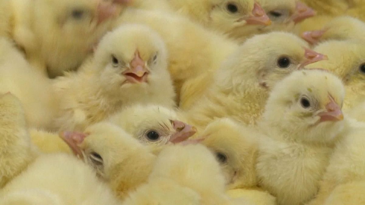 В Германии запретят убивать цыплят