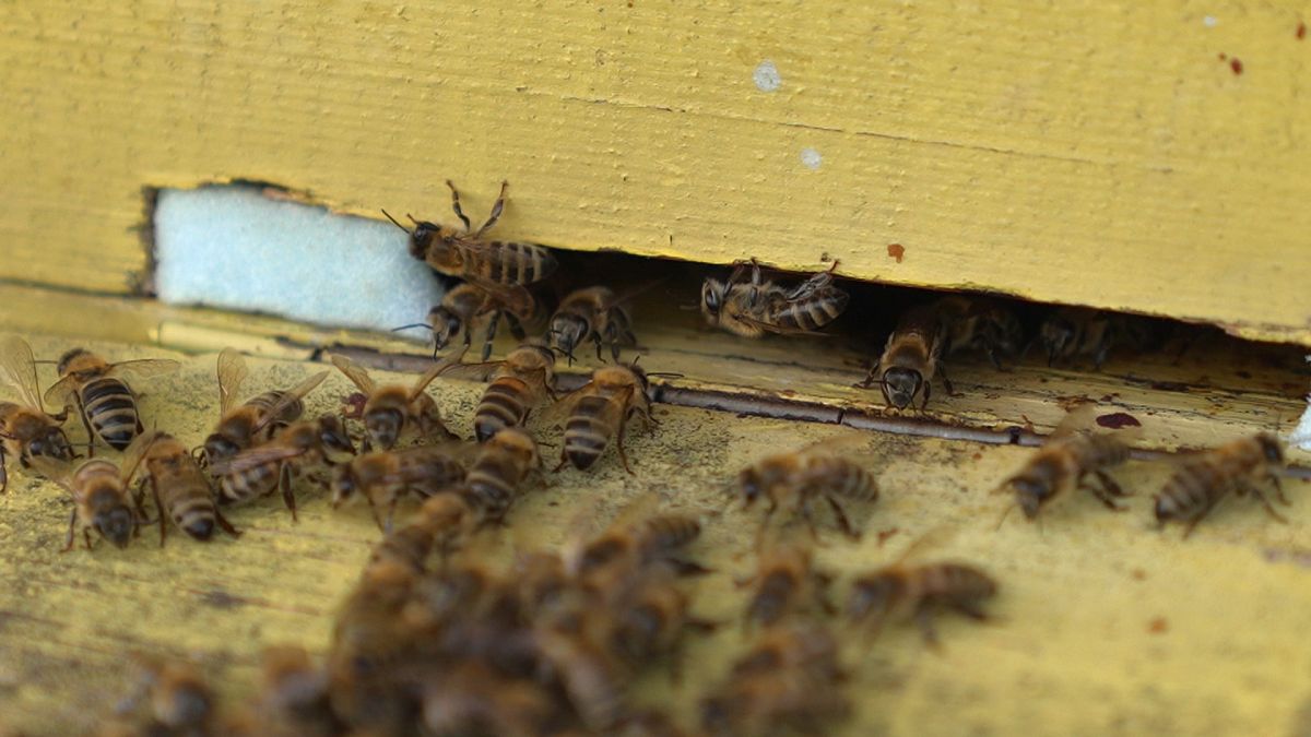 Bees, the workers helping to create a sweet sustainability in Europe