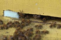 Die fleißigen Bienen sorgen für Milliardenumsätze
