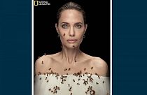 Angelina Jolie mit Bienen,  20.05.2021