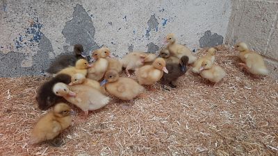 Some of the abandoned ducklings at the DSPCA