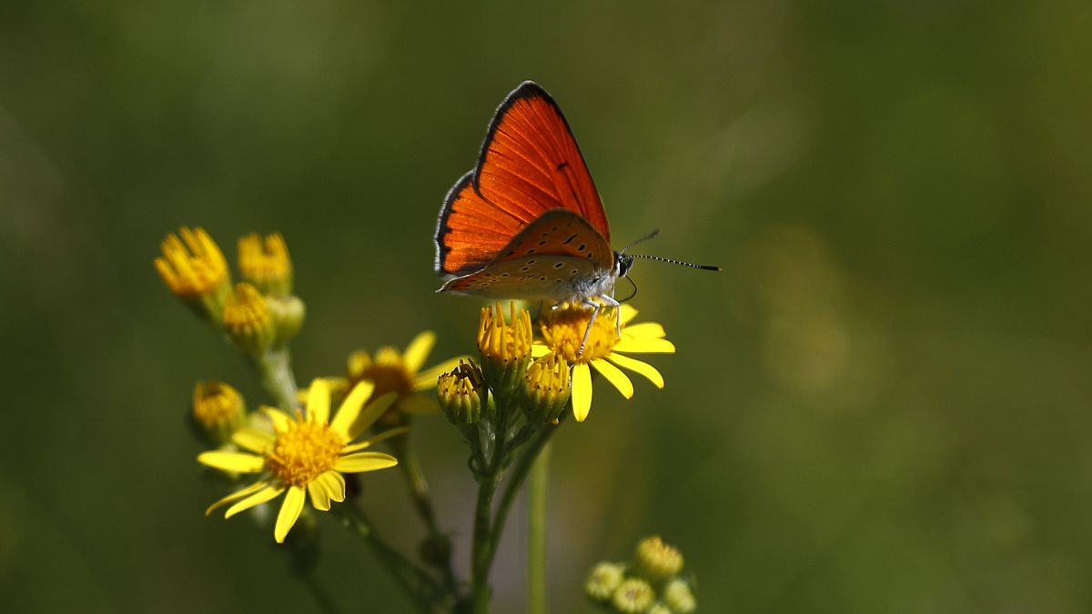 Archives : papillon dans la zone protégée de Milovice (République tchèque), le 22/07/2020