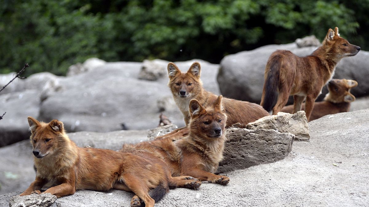 Ázsiai vadkutyák (Cuon alpinus) a Fővárosi Állat- és Növénykertben 2021. május 19-én.