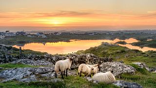 Sheep grazing in Ireland