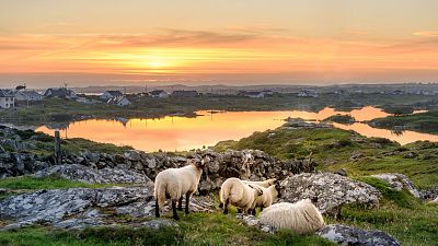 Sheep grazing in Ireland Sheep grazing in Ireland