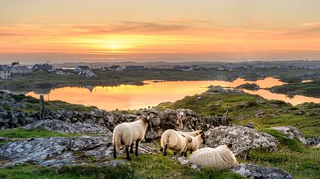Sheep grazing in Ireland