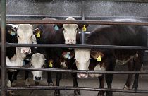 Archivo. Varias vacas son lavadas antes de su sacrifico en un matadero en las afueras de Buenos Aires.