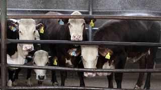 Archivo. Varias vacas son lavadas antes de su sacrifico en un matadero en las afueras de Buenos Aires.