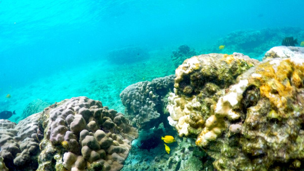 Fehéredő, azaz pusztuló korallok, Kahala'u Bay, Kailua-Kona, Hawaii (illusztráció)