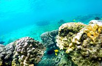 Fehéredő, azaz pusztuló korallok, Kahala'u Bay, Kailua-Kona, Hawaii (illusztráció)