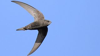 سریع‌ترین پرنده مهاجر جهان