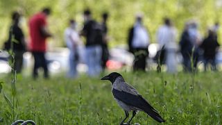 Un pájaro observa una fila de personas que esperan su turno para vacunarse en Bucarest
