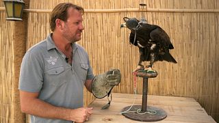 Falconer Peter Berg 