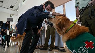 كلاب مدربة على الكشف عن مصابي كوفيد-19 في المطارات