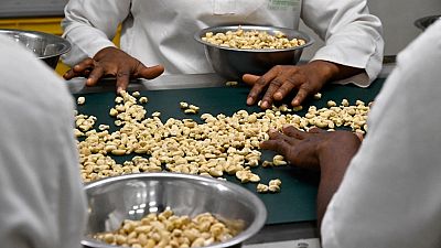 La Côte d'Ivoire veut conquérir le marché américain de noix de cajou