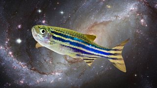 Zebrafish can protect themselves against harsh conditions in an induced hibernating state.
