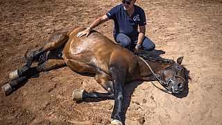 Morocco: Equestrian choreographer awaits resumption of filming 