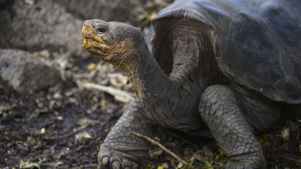 Galapagos Milli Parkı'ndaki bir dev kaplumbağa