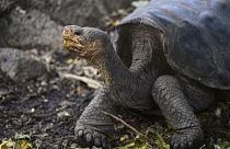Galapagos Milli Parkı'ndaki bir dev kaplumbağa