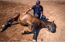 مصمم مشاهد سينمائية يهمس في أذن الخيول في المغرب