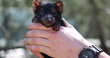 tasmanian devil newborn