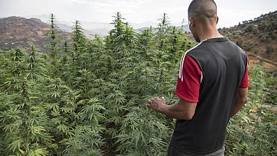 Maroc : les députés votent la légalisation thérapeutique du cannabis