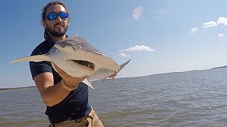 Researcher holds shark, 2015