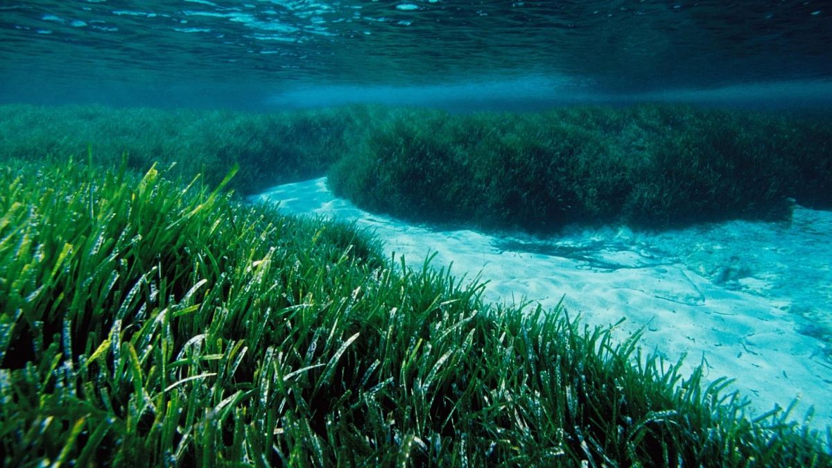 Posidonia oceánica, también conocida como 'hierba de Neptuno' -
