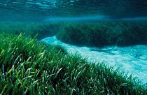 Posidonia oceanica grass, also known as Neptune's grass