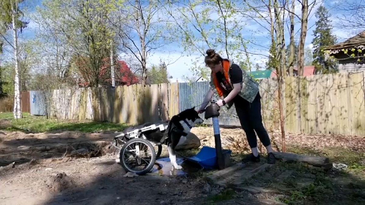 Волонтер из приюта "Особый друг" гуляет с собакой