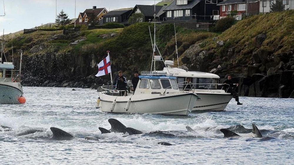 Whaling In The Faroe Islands Barbaric Slaughter Or Local Tradition Euronews [ 563 x 1000 Pixel ]