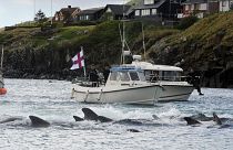 Fishermen on a boat drive pilot whales towards the shore during a hunt on May 29, 2019 in Torshavn, Faroe Islands.