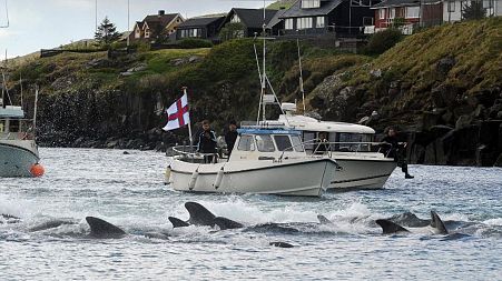 Fishermen on a boat drive pilot whales towards the shore during a hunt on May 29, 2019 in Torshavn, Faroe Islands.