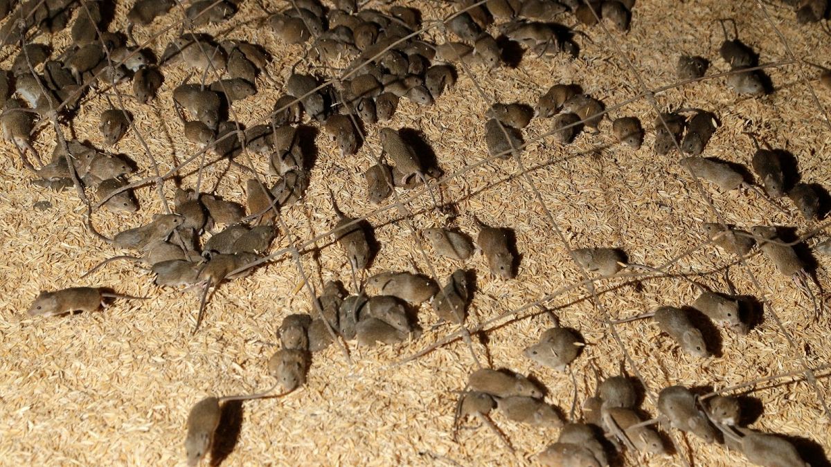 موش‌ها به مزارع کشاورزی در استرالیا هجوم برده‌اند