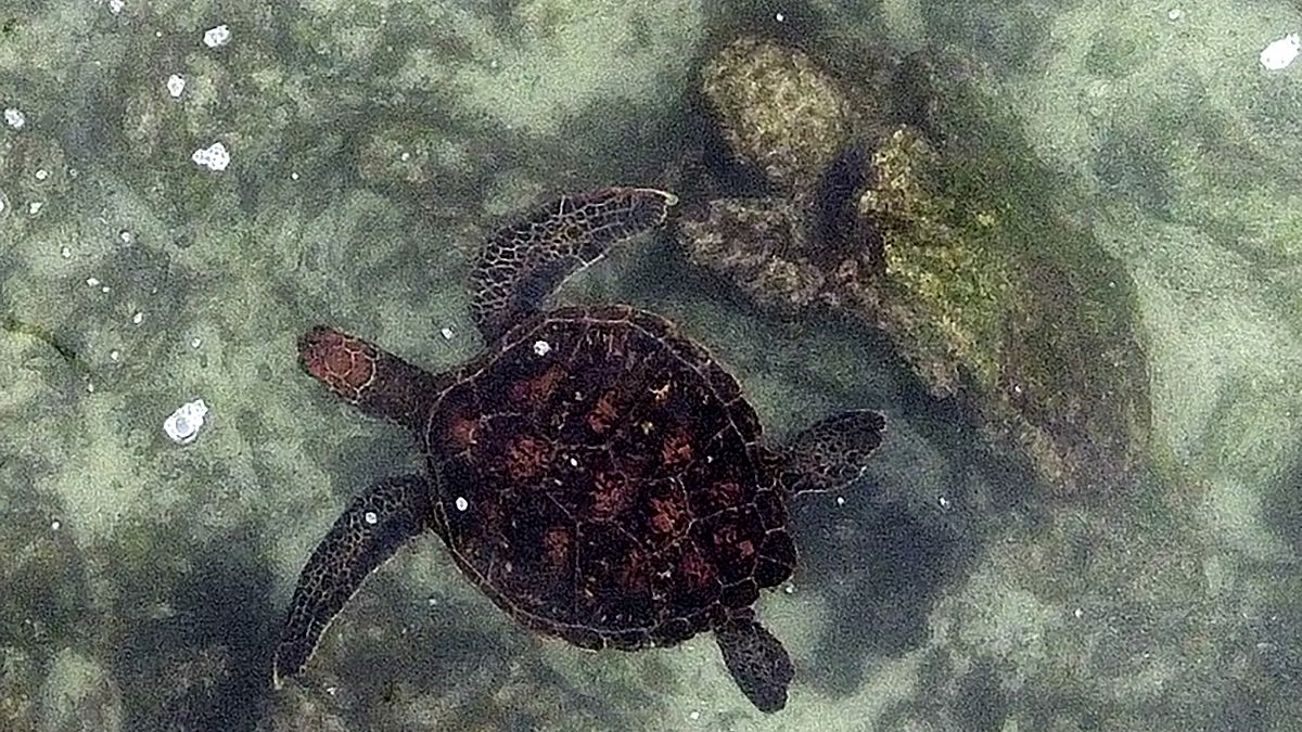 السلاحف البحرية تسبح في جزيرة فلوريانا، في جزر غالاباغوس في المحيط الهادئ.