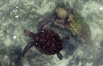 السلاحف البحرية تسبح في جزيرة فلوريانا، في جزر غالاباغوس في المحيط الهادئ.