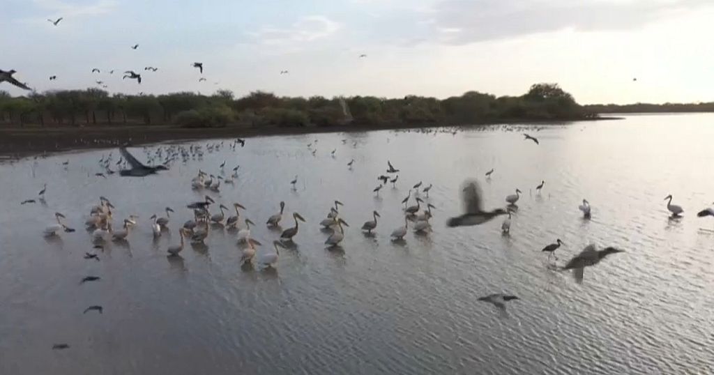 Wildlife and humans fight for the land of Sudan's National Park - Vimarsana News