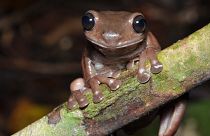 Yeni keşfedilen 'Çikolatalı kurbağa'