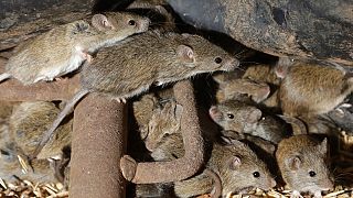 Mäuse in einer Farm in Tottenham in NSW in Australien