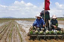 Agricultores en el arrozal de la cooperativa de Namsa, Corea del Norte 25/5/2021