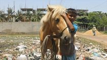 الخيول في بنغلادش تنفق جوعاً وأصحابها يعجزون عن تأمين العلف لها... والطعام لعائلاتهم