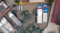 Marmara Denizi'nde deniz salyası sorunu
