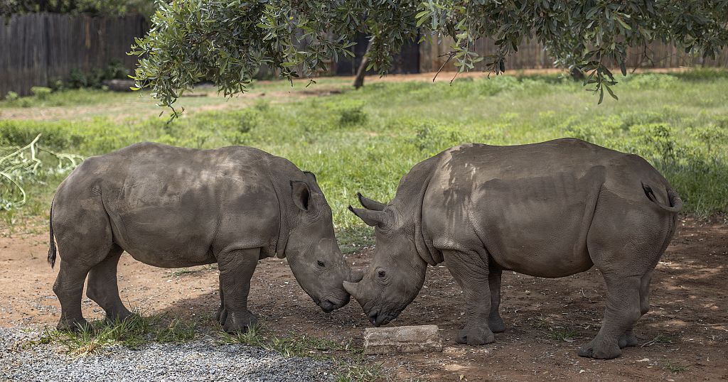 Le projet Rhisotope, le nucléaire à la rescousse des rhinocéros 
