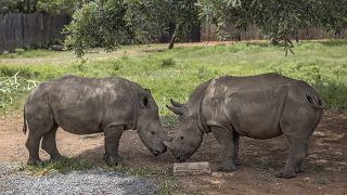 Le projet Rhisotope, le nucléaire à la rescousse des rhinocéros