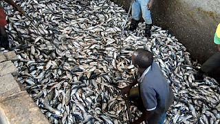 Afrique de l'Ouest : farine et huile de poisson privent les populations de nourriture
