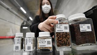 a researcher displaying seed samples in a tunnel at the Baekdudaegan National Arboretum Seed Vault Centre in the southeastern mountainous county of Bonghwa. 