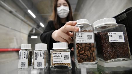 a researcher displaying seed samples in a tunnel at the Baekdudaegan National Arboretum Seed Vault Centre in the southeastern mountainous county of Bonghwa.