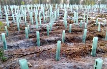 Why carbon offsetting schemes which involve tree planting are destined to fail