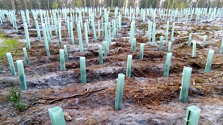 Why carbon offsetting schemes which involve tree planting are destined to fail