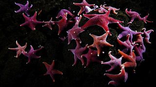 A red starfish found in the McMurdo Sound an icy body of windswept water in Antarctica. 